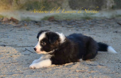 Les chiots de Border Collie