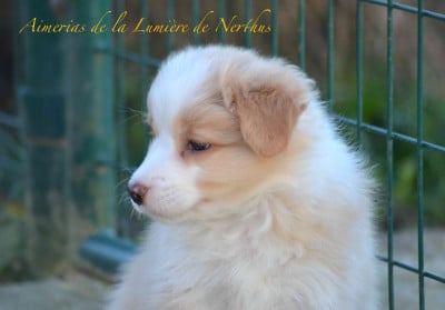 Les chiots de Border Collie
