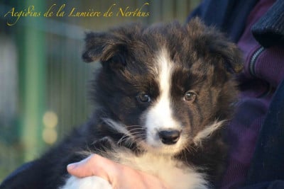 Les chiots de Border Collie
