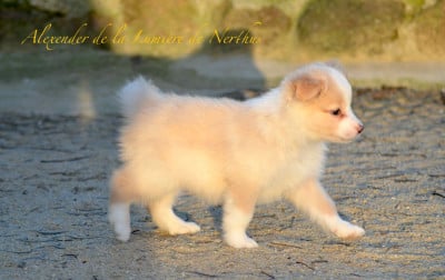Les chiots de Border Collie