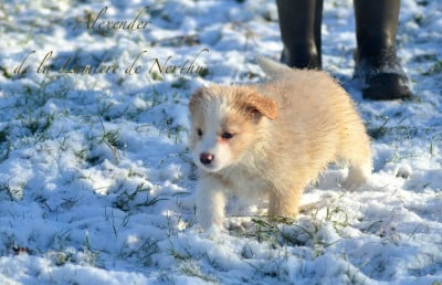 Les chiots de Border Collie