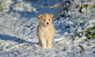 Les chiots de Border Collie