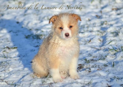Les chiots de Border Collie