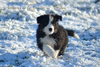 Les chiots de Border Collie