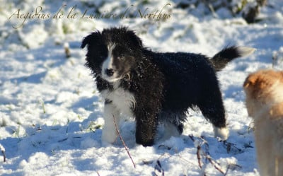 Les chiots de Border Collie