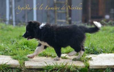 Les chiots de Border Collie