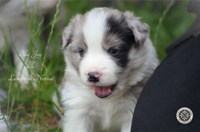 Les chiots de Border Collie