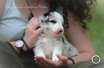 Les chiots de Border Collie