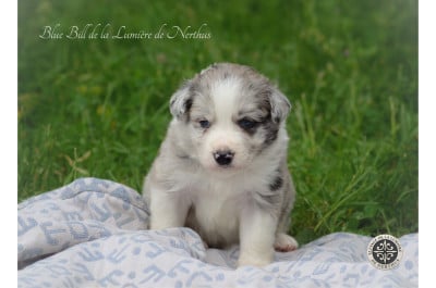 Les chiots de Border Collie