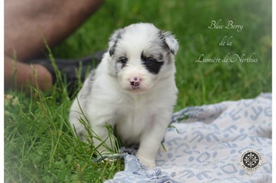 Les chiots de Border Collie