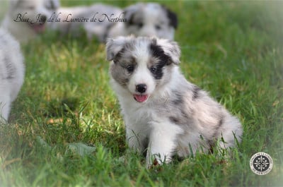 Les chiots de Border Collie