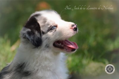 Les chiots de Border Collie