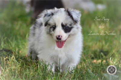 Les chiots de Border Collie
