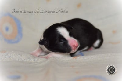 Les chiots de Border Collie
