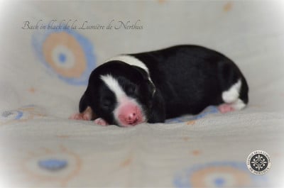 Les chiots de Border Collie