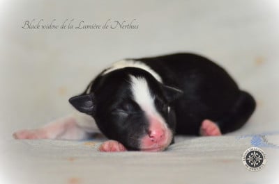 Les chiots de Border Collie