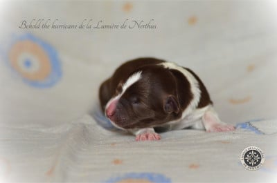 Les chiots de Border Collie