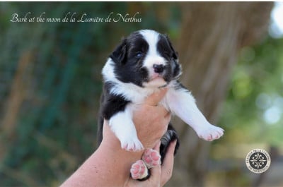 Les chiots de Border Collie