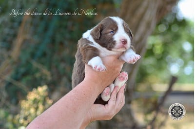 Les chiots de Border Collie