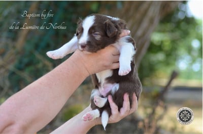 Les chiots de Border Collie