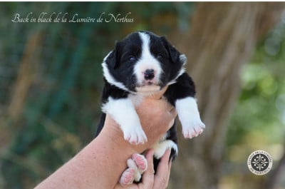 Les chiots de Border Collie