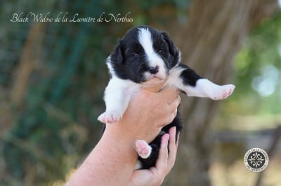 Les chiots de Border Collie