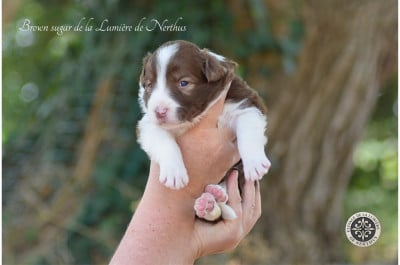 Les chiots de Border Collie