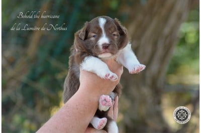Les chiots de Border Collie