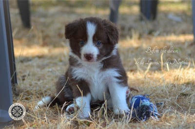 Les chiots de Border Collie