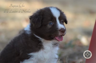Les chiots de Border Collie