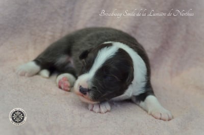 Border Collie