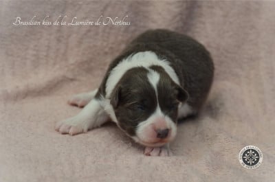 Brasilian kiss de la Lumière de Nerthus - Border Collie