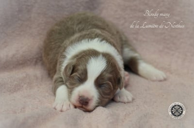 Bloody mary de la Lumière de Nerthus - Border Collie
