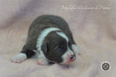 Betty Balfour de la Lumière de Nerthus - Border Collie