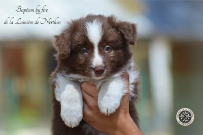 Les chiots de Border Collie