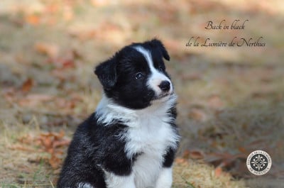 Les chiots de Border Collie