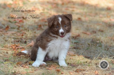 Les chiots de Border Collie