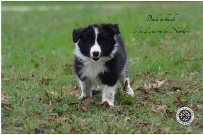 Les chiots de Border Collie