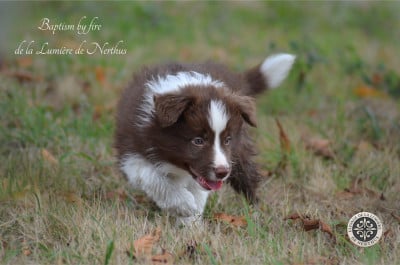 Les chiots de Border Collie