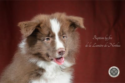 Les chiots de Border Collie