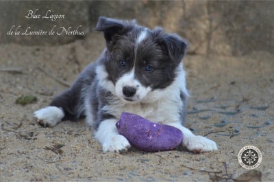 Les chiots de Border Collie