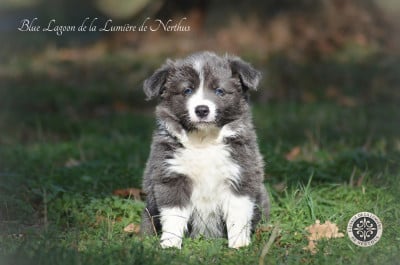 Les chiots de Border Collie