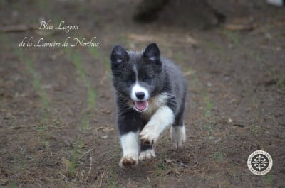 Les chiots de Border Collie