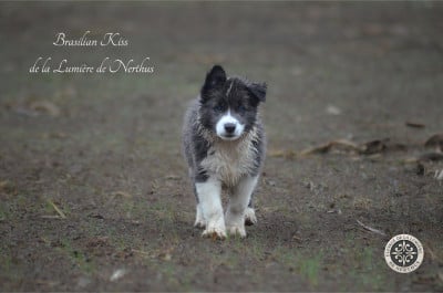 Les chiots de Border Collie