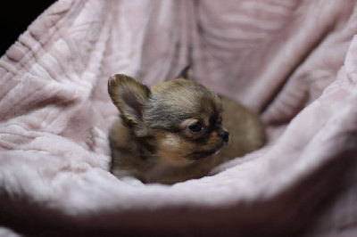 Teleri - Chihuahua