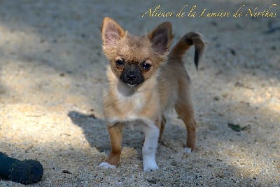 Les chiots de Chihuahua