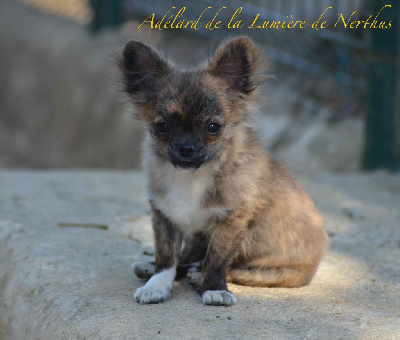 Les chiots de Chihuahua