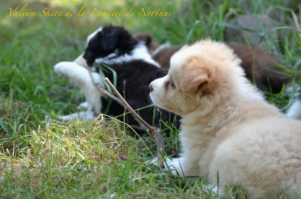 Valium Skies de la Lumière de Nerthus