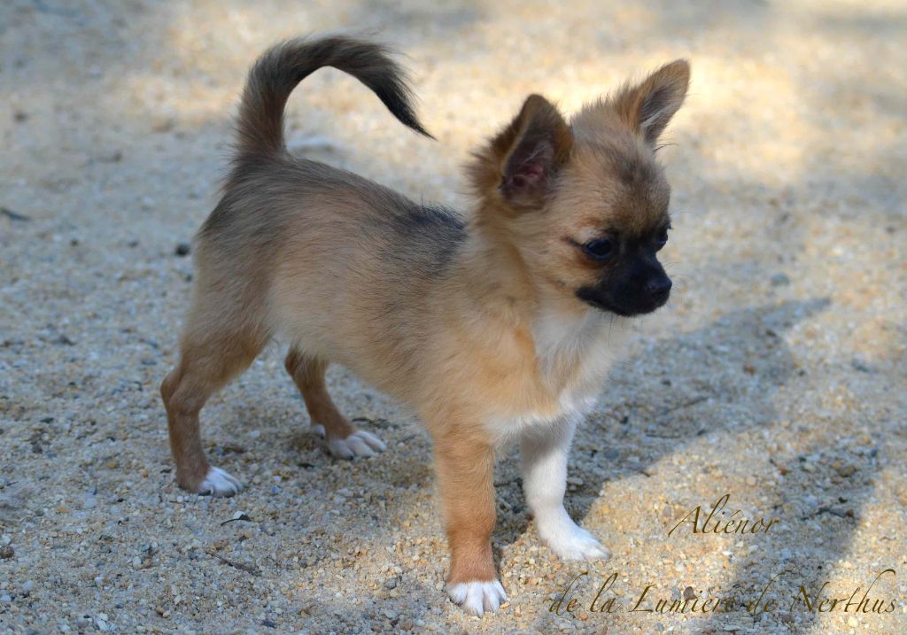 Aliénor de la Lumière de Nerthus