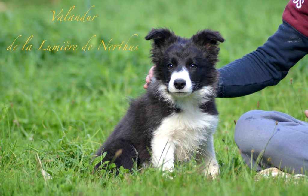 Valandur de la Lumière de Nerthus